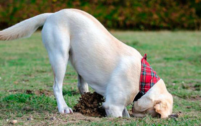 Como perro que escarba